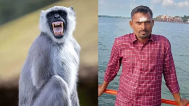 गाड़ी की टक्कर में बच्चे की मौत, लंगूर ने बदला लेने की ठानी, 20 लोगों पर किया हमला… ट्रैक्टर चालक की ले ली जान