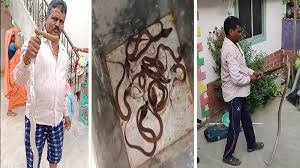 छत्तीसगढ़ में एक ही घर से निकला नाग देवता का पूरी परिवार, इलाके में मच गई सनसनी
