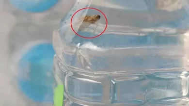 सीलबंद पानी की बोतल में मिला कीड़ा, शिकायत मिलने पर लीपापोती करने जुटी कंपनी