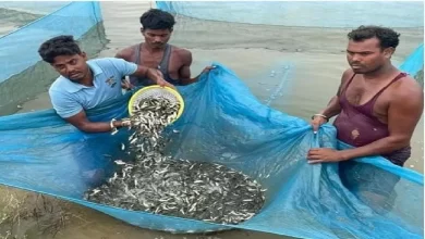 मछली बीज हब बना छत्तीसगढ़ का कांकेर, हैचरी क्रांति ने राज्य को बनाया आत्मनिर्भर, देशभर में मांग