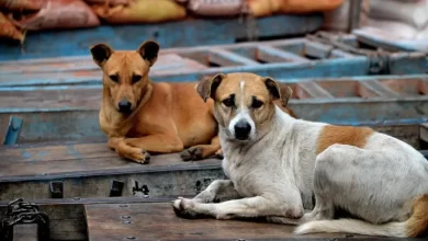 बुजुर्ग की गंदी हरकत, कुत्ते को भी नहीं छोड़ा; सुनसान जगह पर बनाने लगा संबंध
