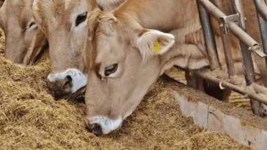 अब जानवरों के लिए अमेरिका से चारा मगाएंगा भारत, आखिर क्या है कारण