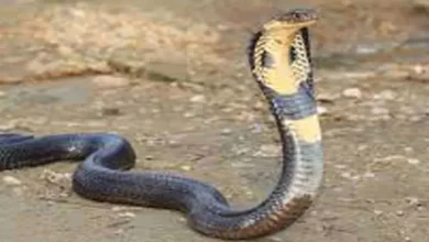 स्टोर रूम में सामान लेने पहुंची तो मिली तीन फीट लंबी Cobra नागिन, जानें फिर क्या हुआ