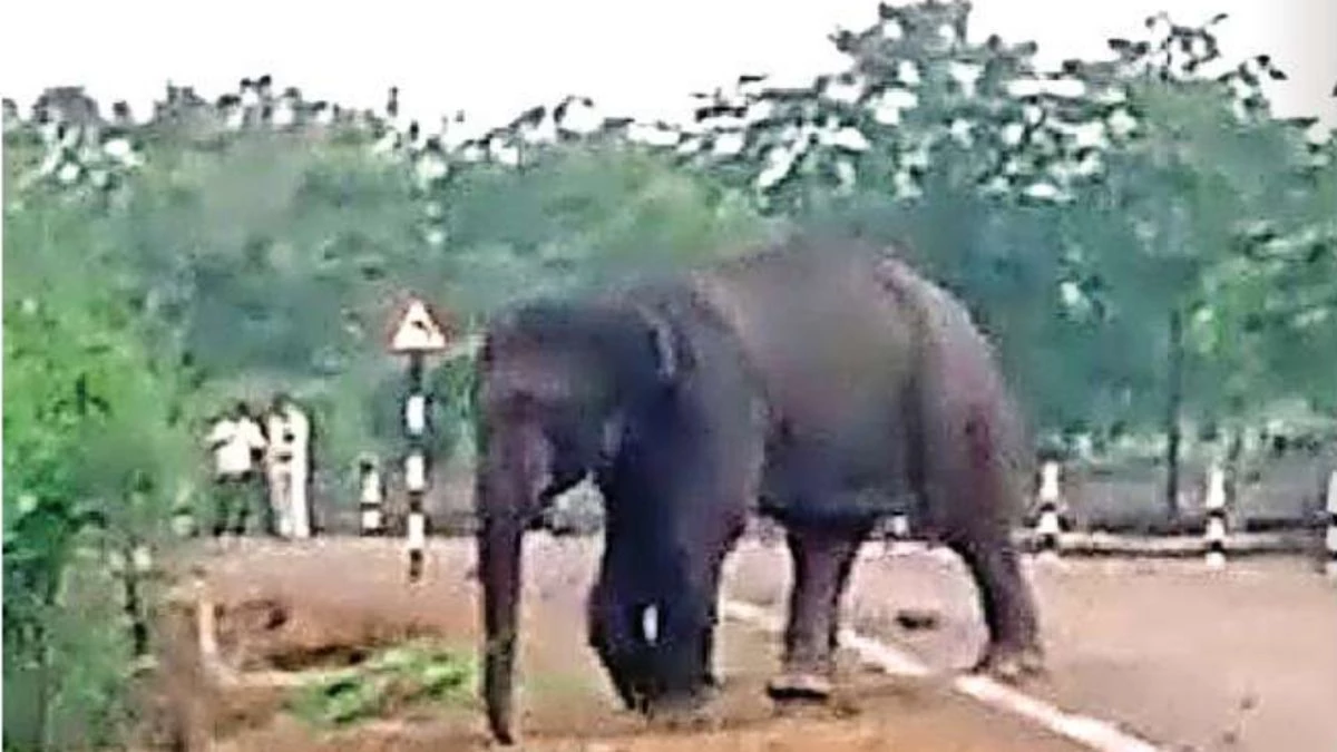 खेत उजाड़ा, युवक पर हमला किया, 24 घंटे आतंक मचाने के बाद जंगल की ओर लौटा हाथी खेत उजाड़ा, युवक पर हमला किया, 24 घंटे आतंक मचाने के बाद जंगल की ओर लौटा हाथी