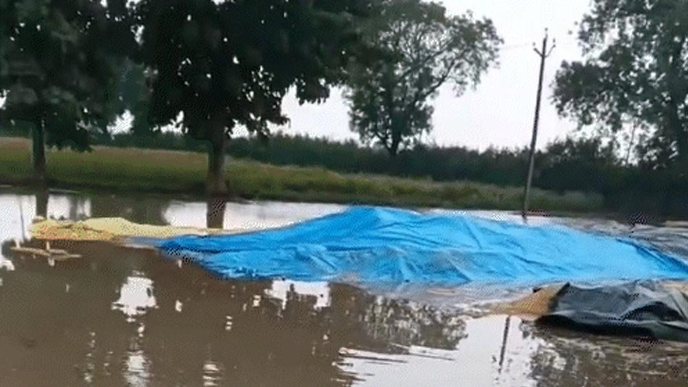 तवा डैम में बढ़ा पानी, 3 गेट खोले गए; मक्का फसल खराब, धान भीगने से किसानों की चिंता