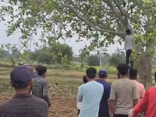 पाटन में पेड़ से लटकती मिली इलेक्ट्रिशियन की लाश:प्रेम-प्रसंग से जुड़ा मामला, त्योहार मनाने अपने गांव आया था
