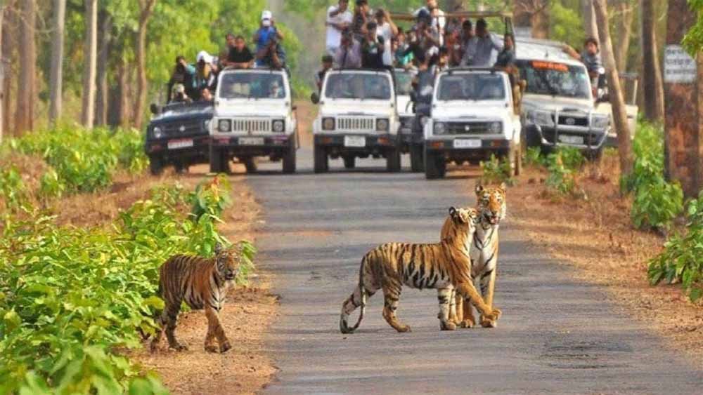 MP के बांधवगढ़ में बड़ा खुलासा: फर्जी वाउचर से चल रहा था सफारी टिकट का काला कारोबार MP के बांधवगढ़ में बड़ा खुलासा: फर्जी वाउचर से चल रहा था सफारी टिकट का काला कारोबार