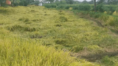 कांकेर में मोन्था तूफान का असर:बेमौसम बारिश से धान की फसलें बर्बाद, किसानों ने की मुआवजे की मांग