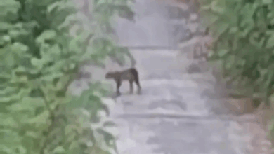 मड़वा प्लांट में दिखा तेंदुआ, कर्मचारी ने बनाया VIDEO:वन विभाग ने आसपास के गांवों में कराई मुनादी, अलर्ट जारी