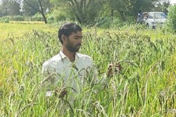 छत्तीसगढ़: कुरुद के इस युवा किसान को मिलेगा ‘कृषक रत्न सम्मान’, धान की ऐसे-ऐसे किस्म उगाए कि प्रदेशभर में मची हुई है धूम…