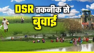 छत्तीसगढ़: धान की खेती में अगर बचाना है पानी, समय और पैसा तो DSR पद्धती से करें खेती…