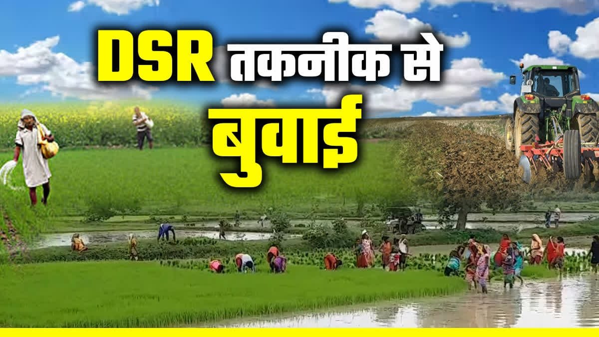 छत्तीसगढ़: धान की खेती में अगर बचाना है पानी, समय और पैसा तो DSR पद्धती से करें खेती…