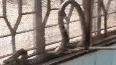 चूहा खाने के बाद खिड़की में फंसा धमना सांप VIDEO:कोरबा के इंटक ऑफिस में मचा हड़कंप; रेस्क्यू कर जंगल में छोड़ा