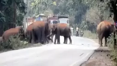 जंगल से निकलकर रास्तों में घूम रहा हाथियों का झुंड, गांवों के लिए जारी किया गया अलर्ट