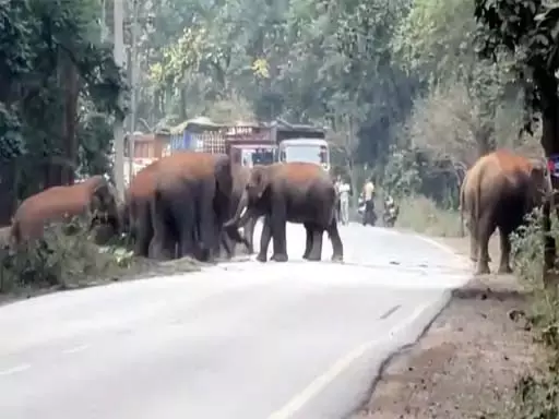 जंगल से निकलकर रास्तों में घूम रहा हाथियों का झुंड, गांवों के लिए जारी किया गया अलर्ट जंगल से निकलकर रास्तों में घूम रहा हाथियों का झुंड, गांवों के लिए जारी किया गया अलर्ट