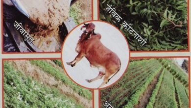 कृषि विवि में प्राकृतिक खेती पर राष्ट्रीय संगोष्ठी कल, राज्यपाल रमेन डेका संगोष्ठी का शुभारंभ करेंगे, मुख्यमंत्री साय करेंगे अध्यक्षता
