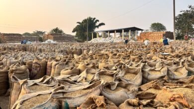 धमतरी: सोसायटियों में लिमिट से चार गुना अधिक पहुंचा धान से बनी रेलम-पेल की स्थिति; तुंहर टोकन एप की त्रुटि के चलते बंद करना पड़ा आवक