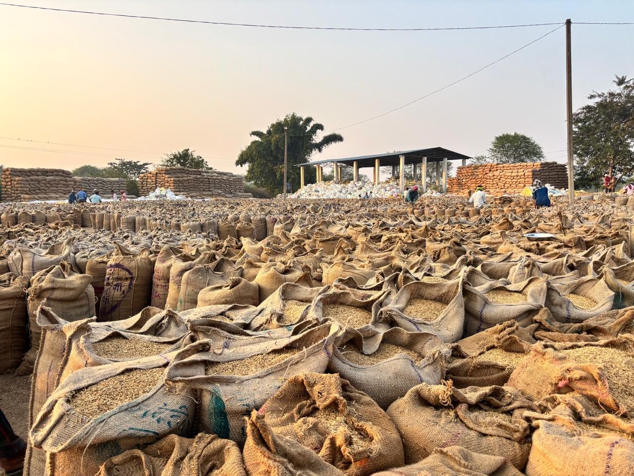 धमतरी: सोसायटियों में लिमिट से चार गुना अधिक पहुंचा धान से बनी रेलम-पेल की स्थिति; तुंहर टोकन एप की त्रुटि के चलते बंद करना पड़ा आवक