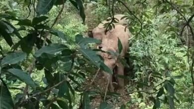 मरवाही में 10 हाथियों का दल पहुंचा, गांवों में मचा हड़कंप — वन विभाग ने जारी की चेतावनी