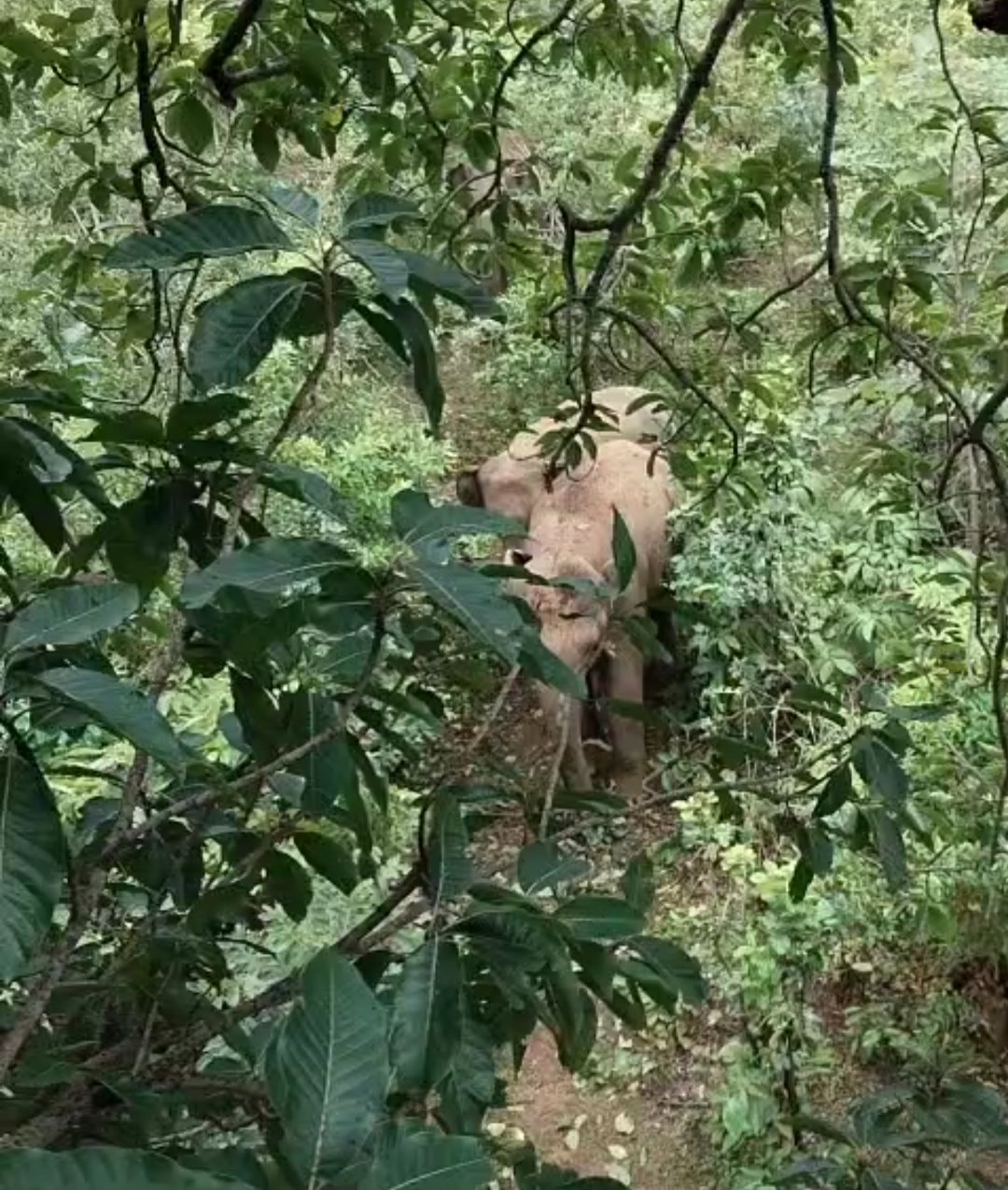 मरवाही में 10 हाथियों का दल पहुंचा, गांवों में मचा हड़कंप — वन विभाग ने जारी की चेतावनी