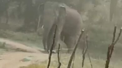 मरवाही : गजराज की दस्तक! तड़के सुबह दानीकुंडी गांव के पास पहुंचा हाथी, किसानों की फसलों को पहुंचाया नुकसान