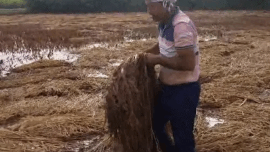 बारिश से कटी फसल बर्बाद देख गिर पड़ा किसान:कवर्धा में खेतों में भरा पानी, मोन्था कमजोर पड़ने से आज से मौसम सामान्य होगा;तापमान चढ़ेगा
