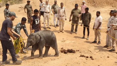 बिलासपुर में हाथियों से 4 महीने में 4.75-करोड़ का नुकसान:छत्तीसगढ़ में 247 हाथी, 100 बिलासपुर में कर रहे विचरण