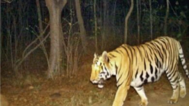 बारनवापारा में बाघ की मौजूदगी के निशान, वन विभाग की टीम अलर्ट मोड पर