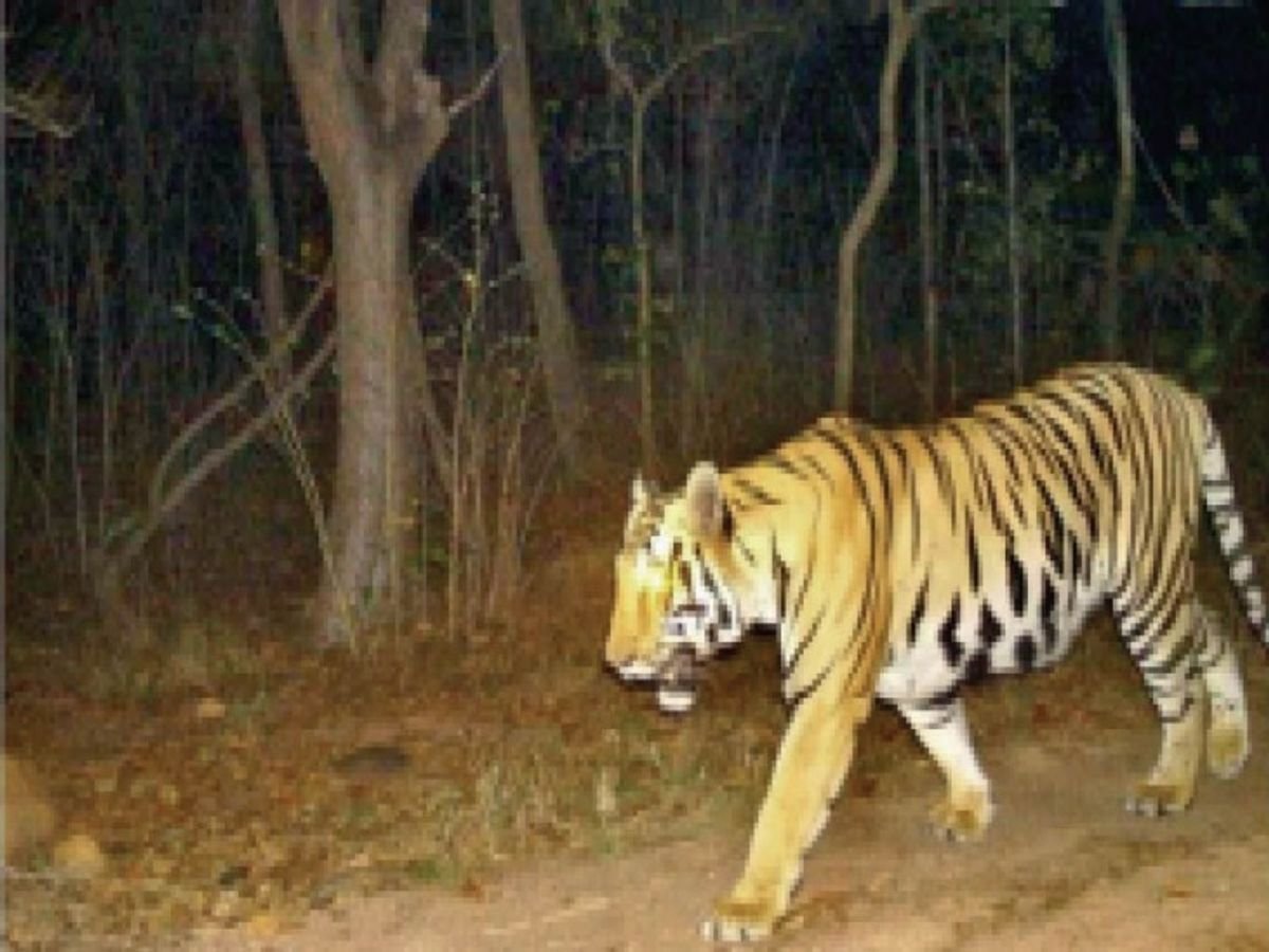 बारनवापारा में बाघ की मौजूदगी के निशान, वन विभाग की टीम अलर्ट मोड पर बारनवापारा में बाघ की मौजूदगी के निशान, वन विभाग की टीम अलर्ट मोड पर