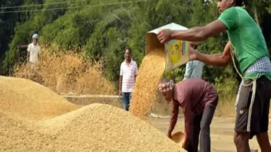 धान बेचने के लिए अब एप से मिलेगा टोकन:खाद्य विभाग नें लॉन्च किया ‘तुहर टोकन’ एप, 70% धान खरीदी ऑनलाइन जारी टोकन से होगी