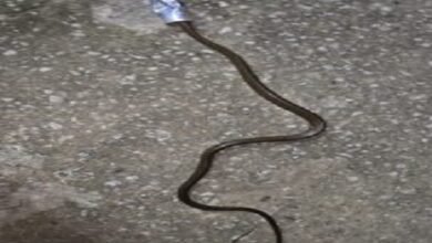 कोरबा: कोल्ड ड्रिंक कैन में फंसा रैट स्नेक, लोगों की सूचना पर पहुंची RCRS टीम ने सांप की बचाई जान