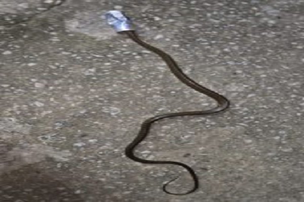 कोरबा: कोल्ड ड्रिंक कैन में फंसा रैट स्नेक, लोगों की सूचना पर पहुंची RCRS टीम ने सांप की बचाई जान