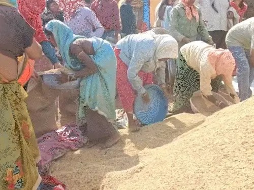 सरकार ने अब तक 450 करोड़ रुपए का धान खरीदा:14 लाख क्विंटल से ज्यादा धान की खरीदी, प्रदेश में 26.50 लाख किसानों का पंजीयन