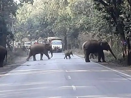 रायगढ़ में हाथियों ने 15 किसानों की फसल रौंदी:जंगल से निकल कर सड़कों पर आया झुंड, जिले में 70 हाथियों की मौजूदगी