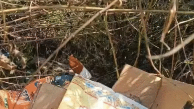 रायगढ़ में शिकार करने गए 2 ग्रामीणों की लाश मिली:करंट की चपेट में आए, साथियों ने बचने के लिए शव-छिपाया; हिरासत में 4 आरोपी