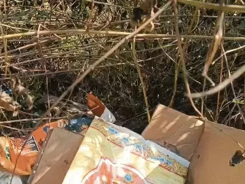 रायगढ़ में शिकार करने गए 2 ग्रामीणों की लाश मिली:करंट की चपेट में आए, साथियों ने बचने के लिए शव-छिपाया; हिरासत में 4 आरोपी