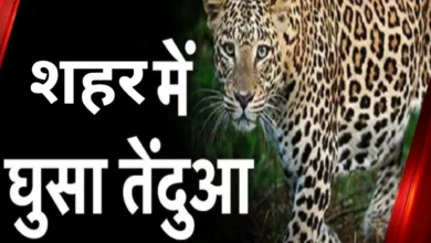 रीवा: महाजन टोला में तेंदुए की दस्तक से दहशत, वन विभाग ने जारी किया हाई अलर्ट