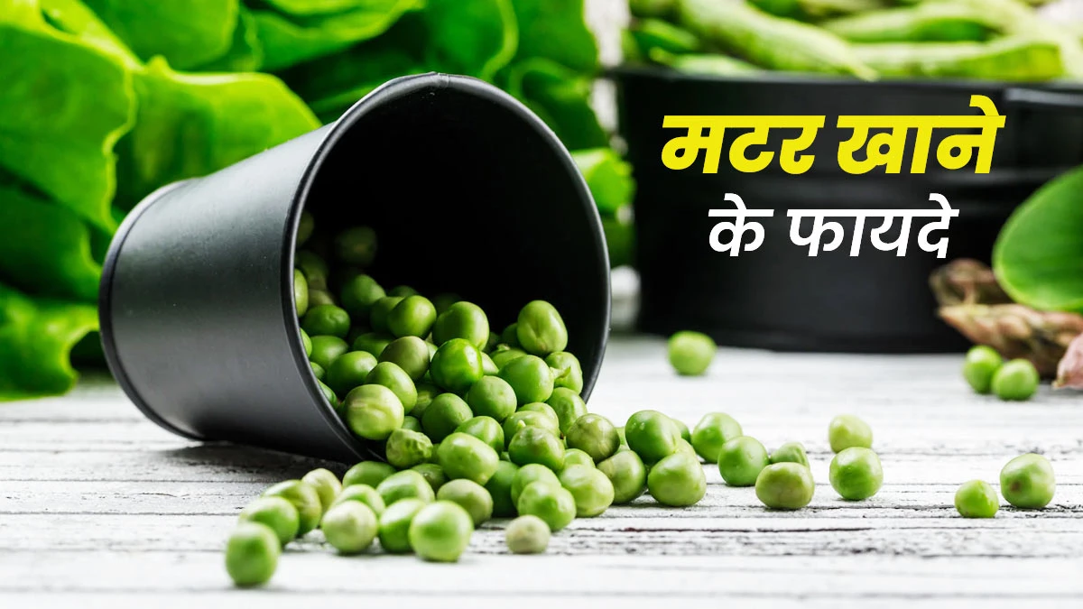 सर्दियों की मटर: स्वाद ही नहीं, सेहत के लिए भी है बेहतरीन, जानें 7 अद्भुत फायदे सर्दियों की मटर: स्वाद ही नहीं, सेहत के लिए भी है बेहतरीन, जानें 7 अद्भुत फायदे
