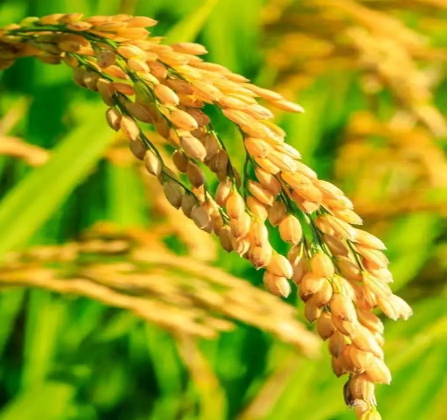 रबी फसल वर्ष 2025-26: बीज उत्पादन कार्यक्रम से महासमुंद जिले में कृषि क्षेत्र को आत्मनिर्भर बनाने की पहल