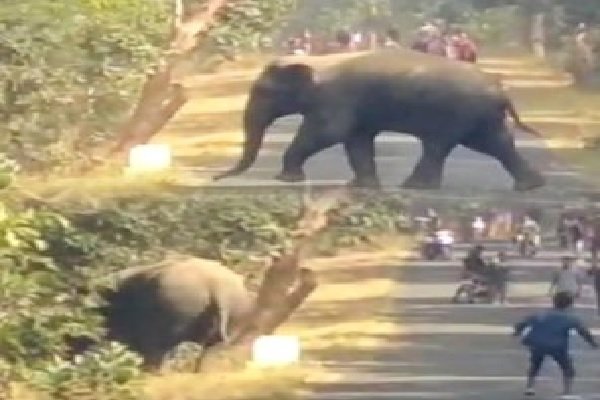 मरवाही वन परिक्षेत्र में 3 हाथियों का दल पहुंचा, फसलों को पहुंचाया नुकसान; जान जोखिम में डाल रहे लोग