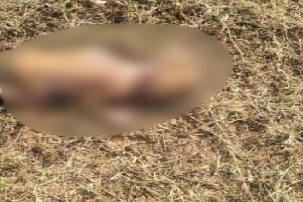 कड़ाके की ठंड में नवजात को फेंका, मौके पर मौत से मऊगंज में सनसनी