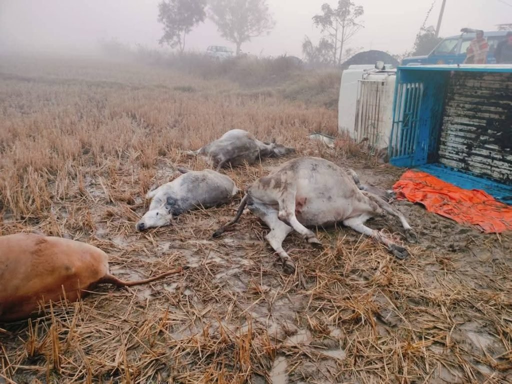तेज रफ्तार पिकअप पलटने से 4 गौवंशों की मौत, फिर हुआ तस्करी का खुलासा ,तस्कर मौके से फरार