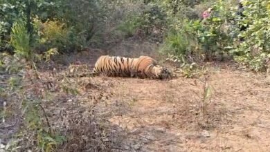 बलरामपुर : संरक्षित बाघ की मौत से हड़कंप! वरिष्ठ वन अधिकारी मौके पर, जांच तेज