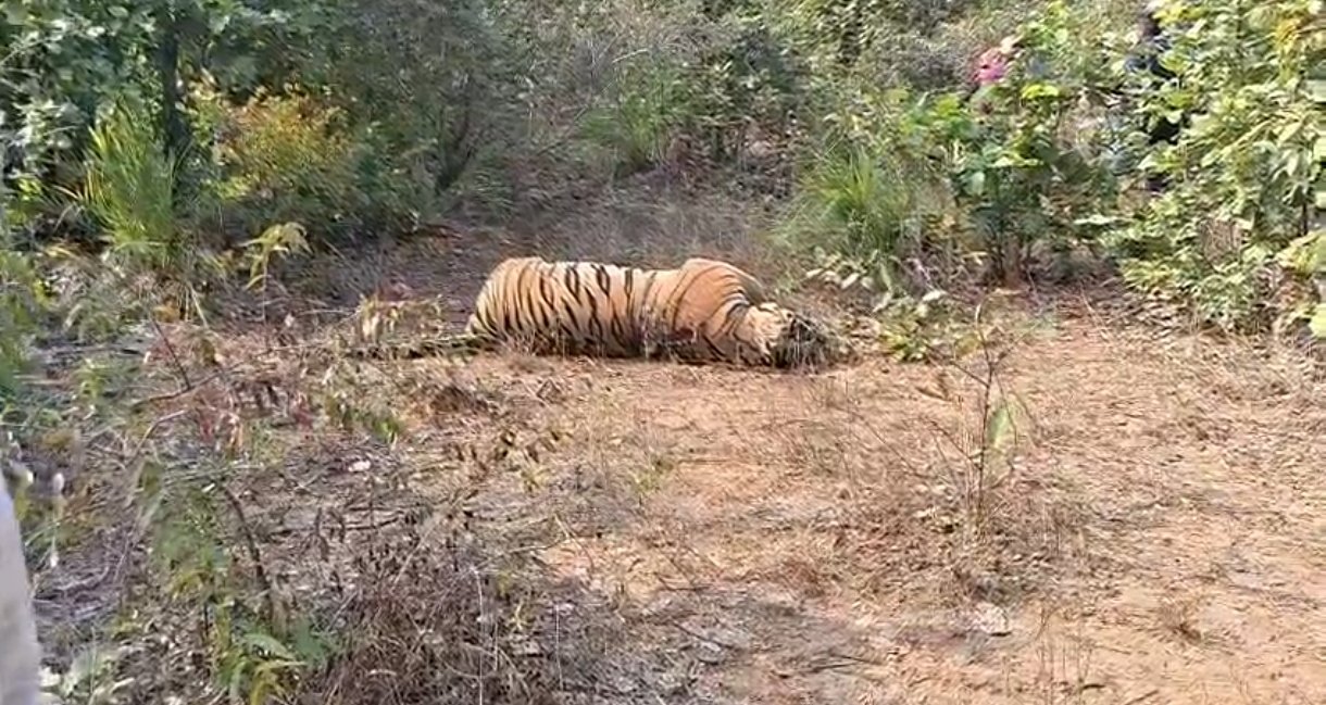 बलरामपुर : संरक्षित बाघ की मौत से हड़कंप! वरिष्ठ वन अधिकारी मौके पर, जांच तेज