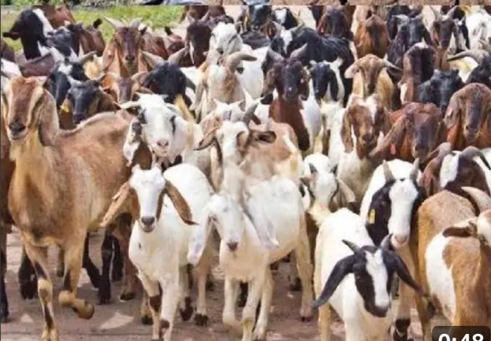 मैहर में बकरी चोरी की वारदात: 17 बकरियों को ले उड़े चोर… करीब दो लाख का नुकसान