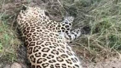कवर्धा के जंगल में सड़ी -गली हालत में मिली तेंदुए की लाशम, वन विभाग में मचा हड़कंप, एक हफ्ते पहले हुई थी मौत