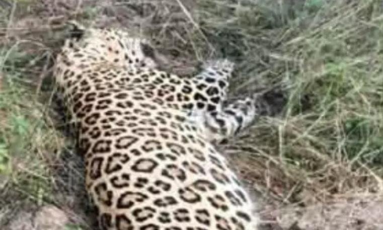 कवर्धा के जंगल में सड़ी -गली हालत में मिली तेंदुए की लाशम, वन विभाग में मचा हड़कंप, एक हफ्ते पहले हुई थी मौत