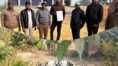 प्रतापपुर में करंट बिछाकर बाघ का शिकार, ग्रामीणों का फूटा गुस्सा; दोषियों पर कड़ी कार्रवाई की मांग