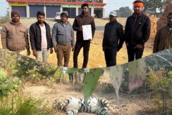 प्रतापपुर में करंट बिछाकर बाघ का शिकार, ग्रामीणों का फूटा गुस्सा; दोषियों पर कड़ी कार्रवाई की मांग