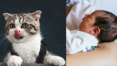 30 साल में पहली बार इस गांव में गूंजी किलकारी, बिल्लियों का होता था राज